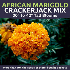 Sweet Yards Crackerjack Mix bloom closeup with bright orange-yellow contrast