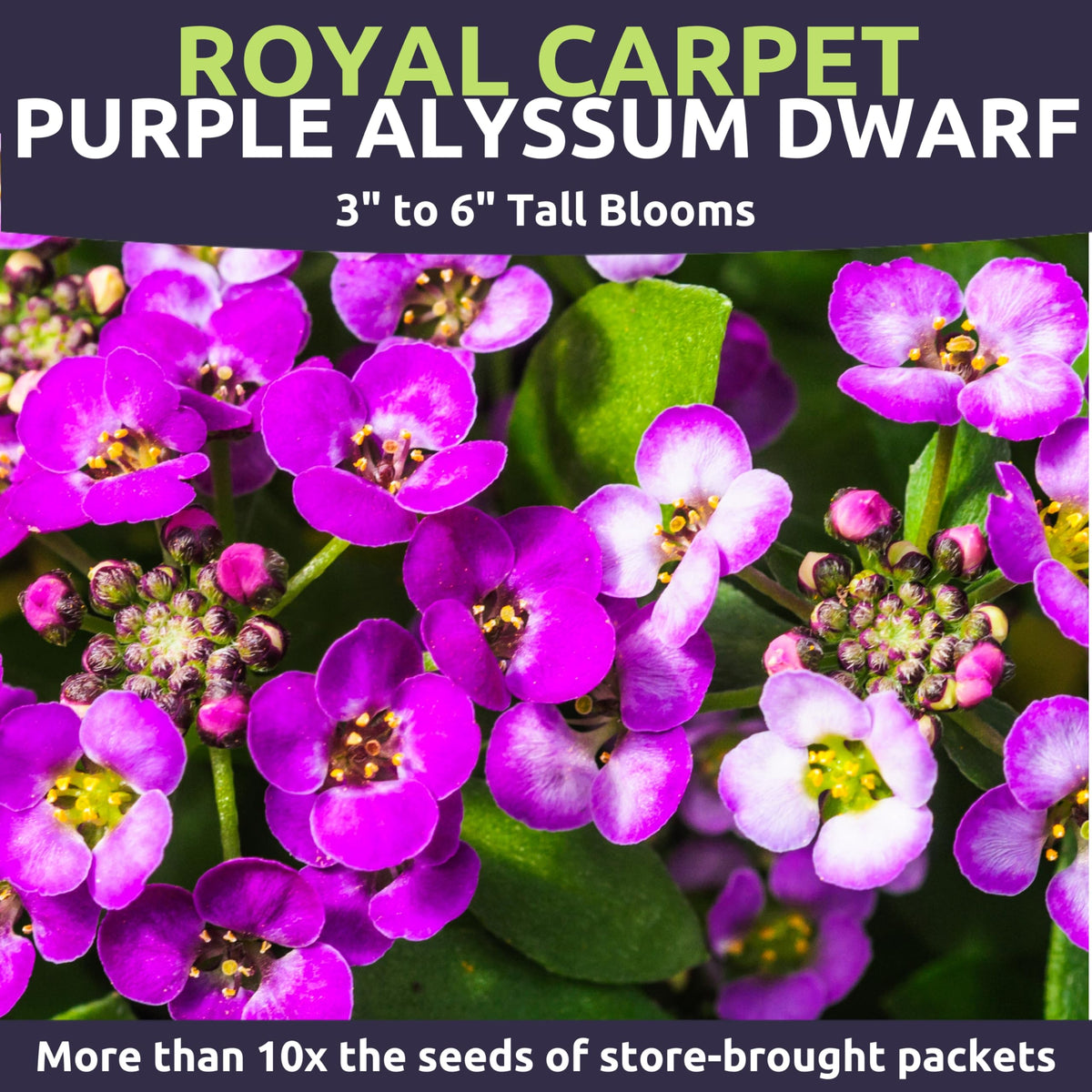 Sweet Yards Alyssum Dwarf Purple carpet of blooms providing early-season color.