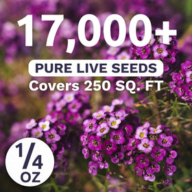 Sweet Yards Alyssum Dwarf Purple blooming along garden edge forming dense mats.