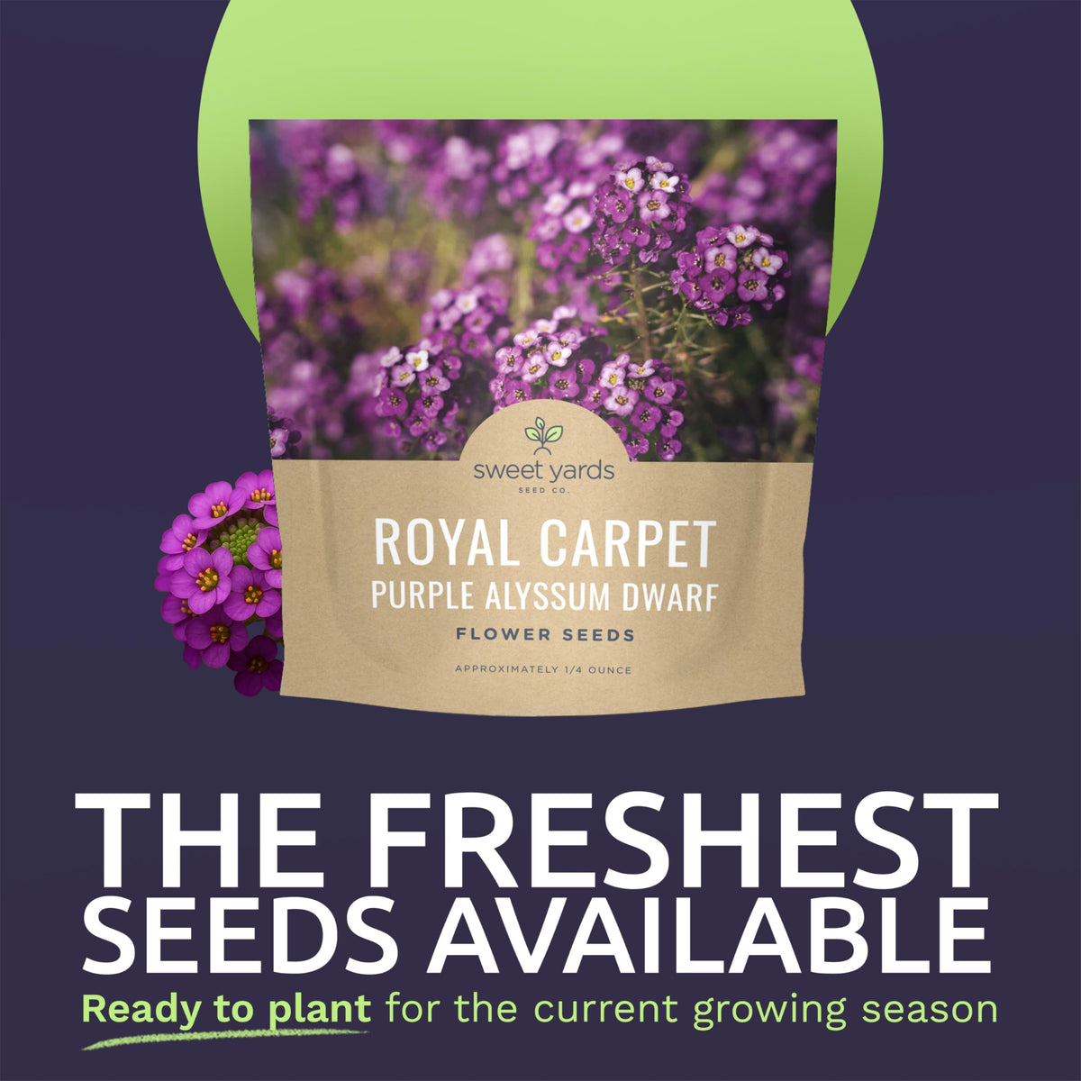 Sweet Yards Alyssum Dwarf Purple seeds closeup, vibrant purple blooms with light fragrance.