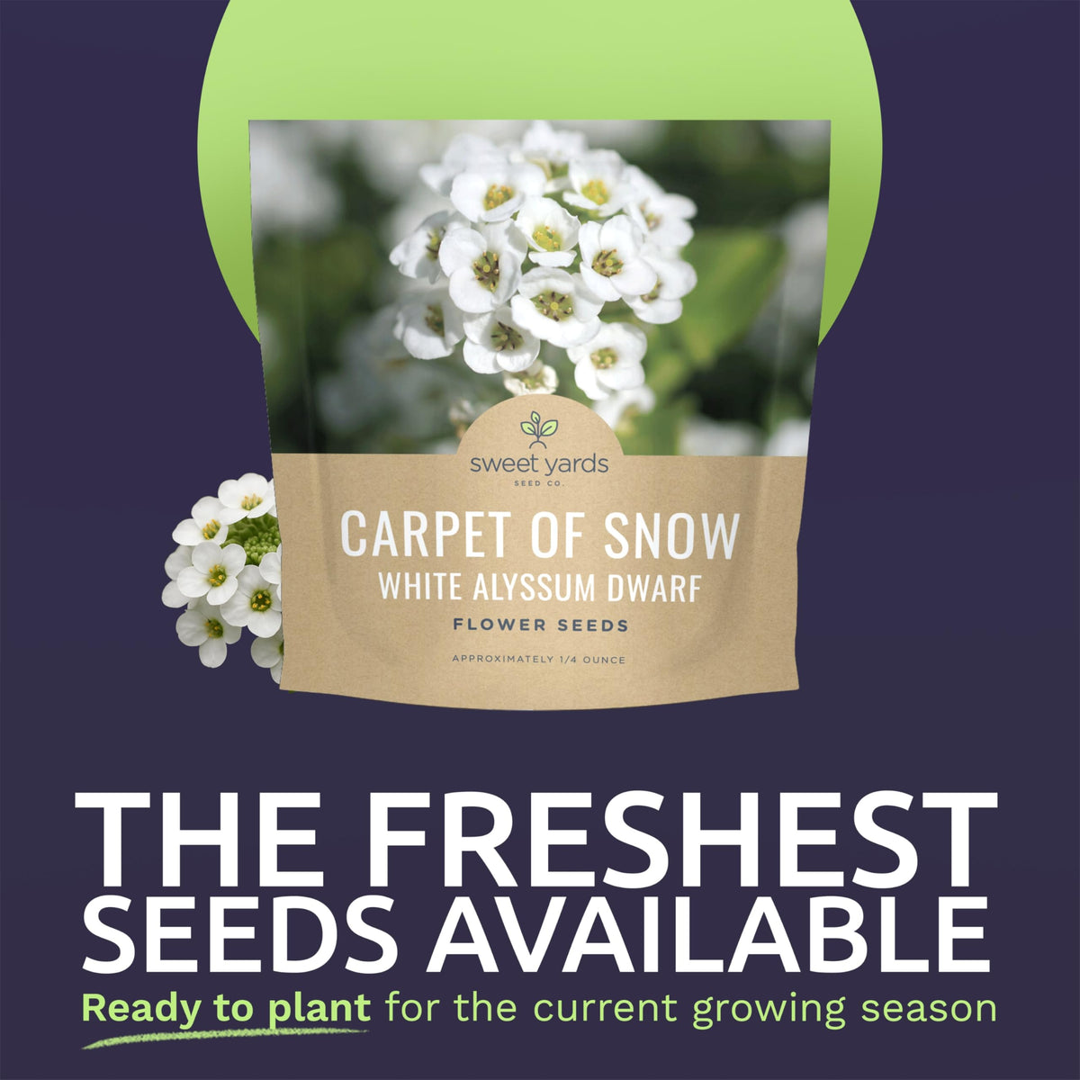 Sweet Yards Alyssum Dwarf White flowers along a border, creating a delicate white edge.