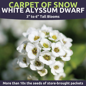 Sweet Yards Alyssum Dwarf White thriving in a container garden for compact blooms.