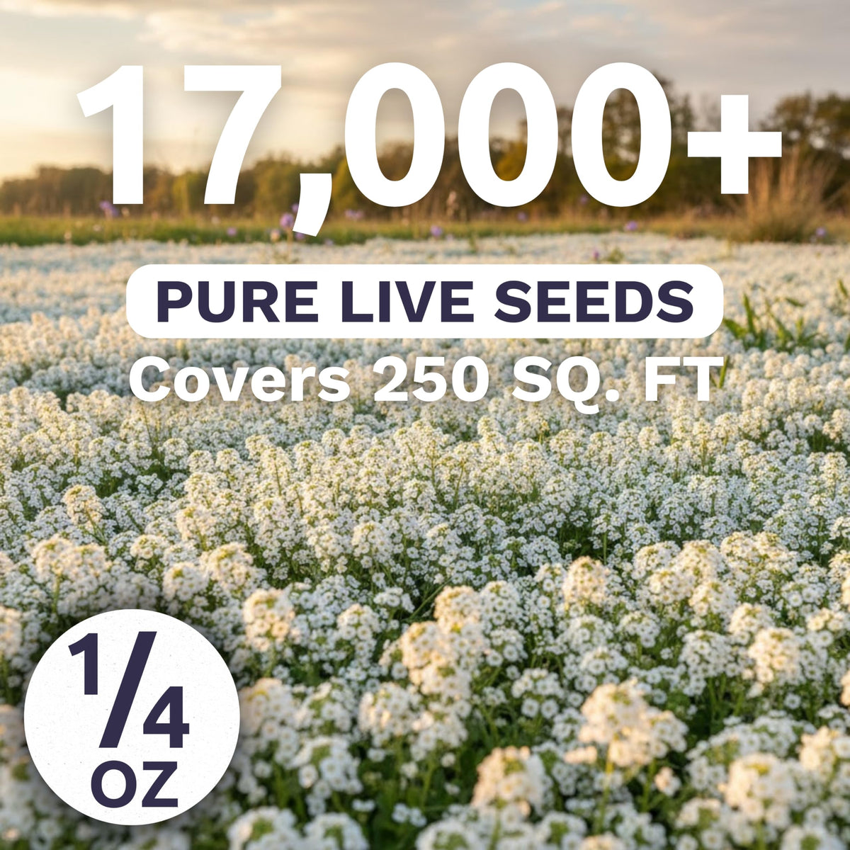 Sweet Yards Alyssum White in a rock garden, adding fragrance and light color.