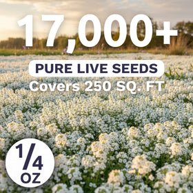 Sweet Yards Alyssum White in a rock garden, adding fragrance and light color.