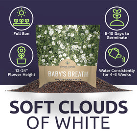 Sweet Yards Baby's Breath grows to about 18 inches tall outdoors.
