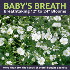 Sweet Yards Garden shows dense white clouds of Baby's Breath in bloom.