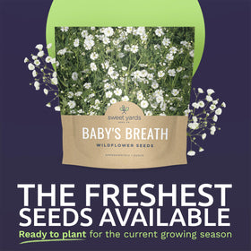 Sweet Yards Baby's Breath white blooms brighten a sunny garden scene.