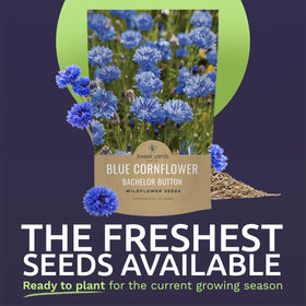 Sweet Yards Bachelor Buttons seeds open-pollinated for resilient beds