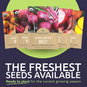 Sweet Yards Chioggia beet seeds: striped interior, colorful harvest.