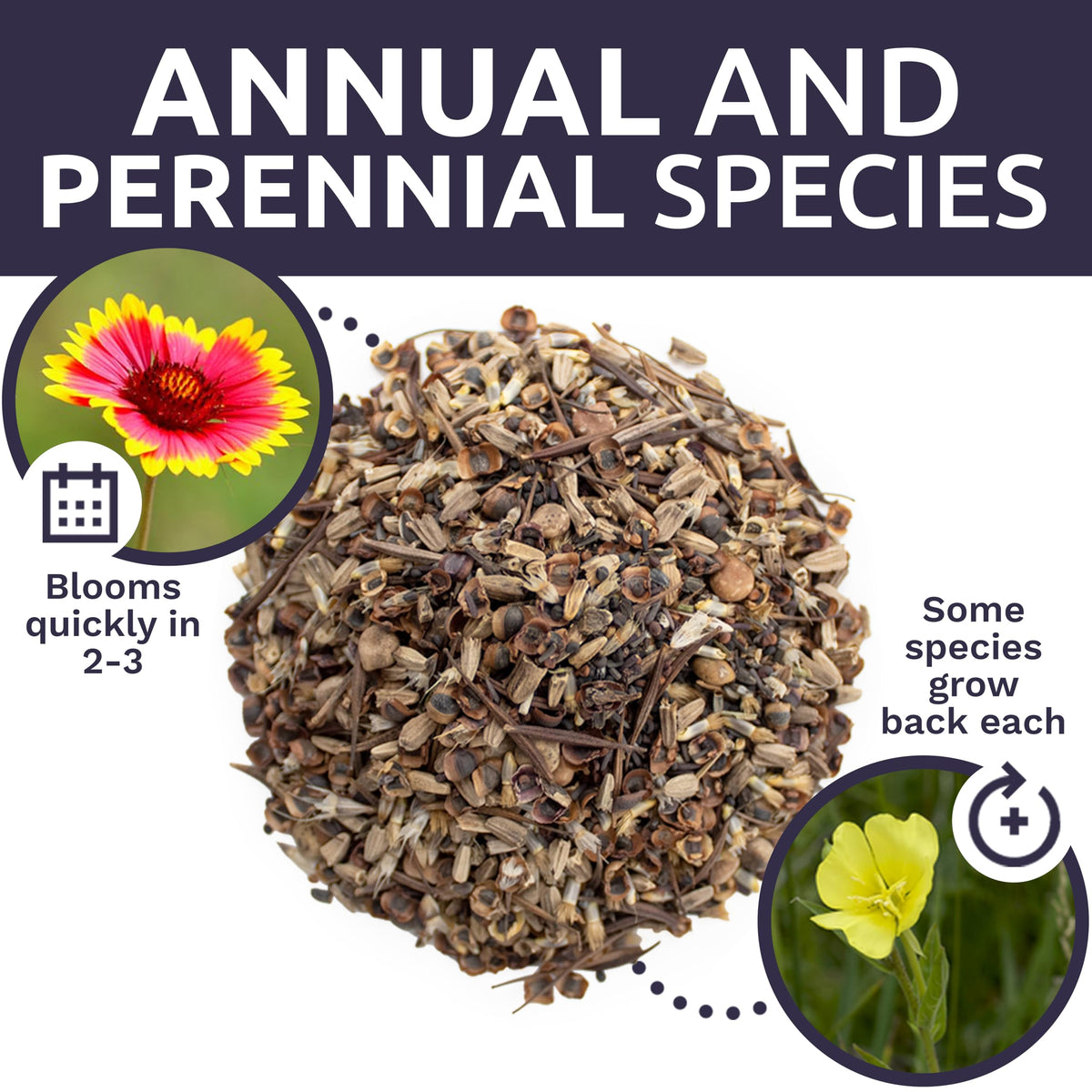 Sweet Yards blooms attracting beneficial insects in a garden