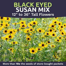 SWEET YARDS Black Eyed Susan seeds garden border planting and color