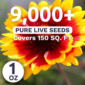 Sweet Yards Blanket Flower blooms in fiery red and gold across sunny beds.