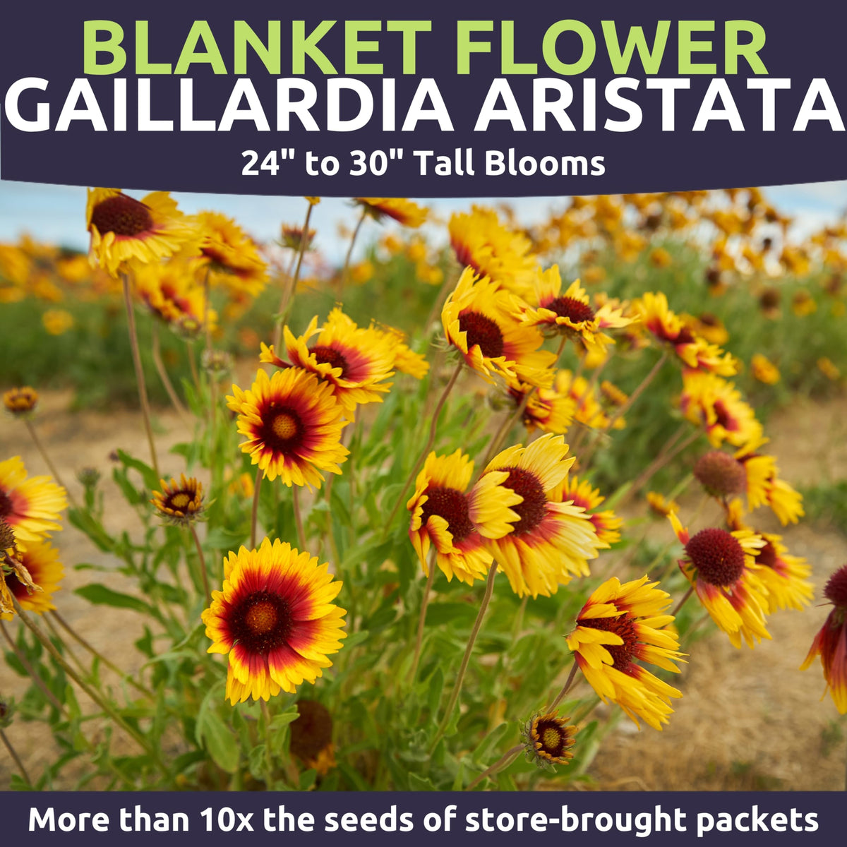 Sweet Yards Blanket Flower thrives in heat and drought, ideal for arid gardens.