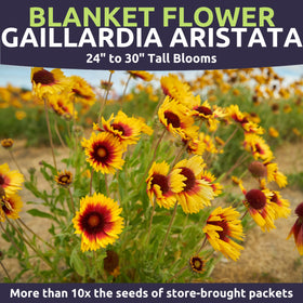 Sweet Yards Blanket Flower thrives in heat and drought, ideal for arid gardens.