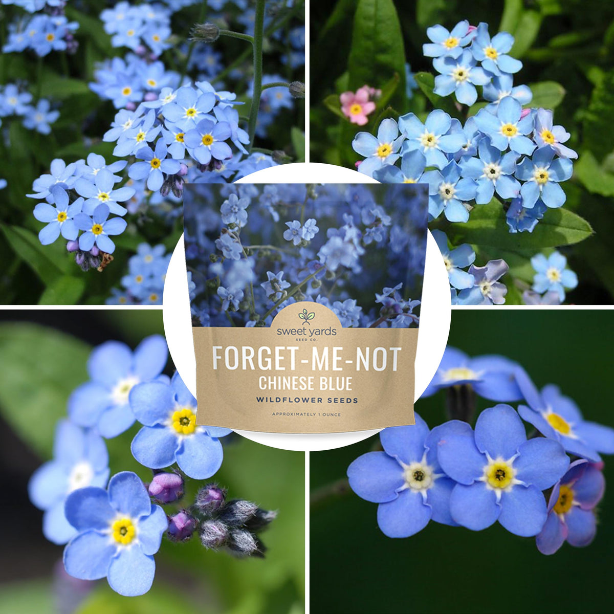 Sweet Yards blue carpet blooms brighten sunny border areas.