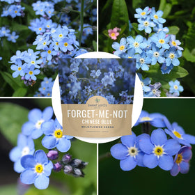 Sweet Yards blue carpet blooms brighten sunny border areas.