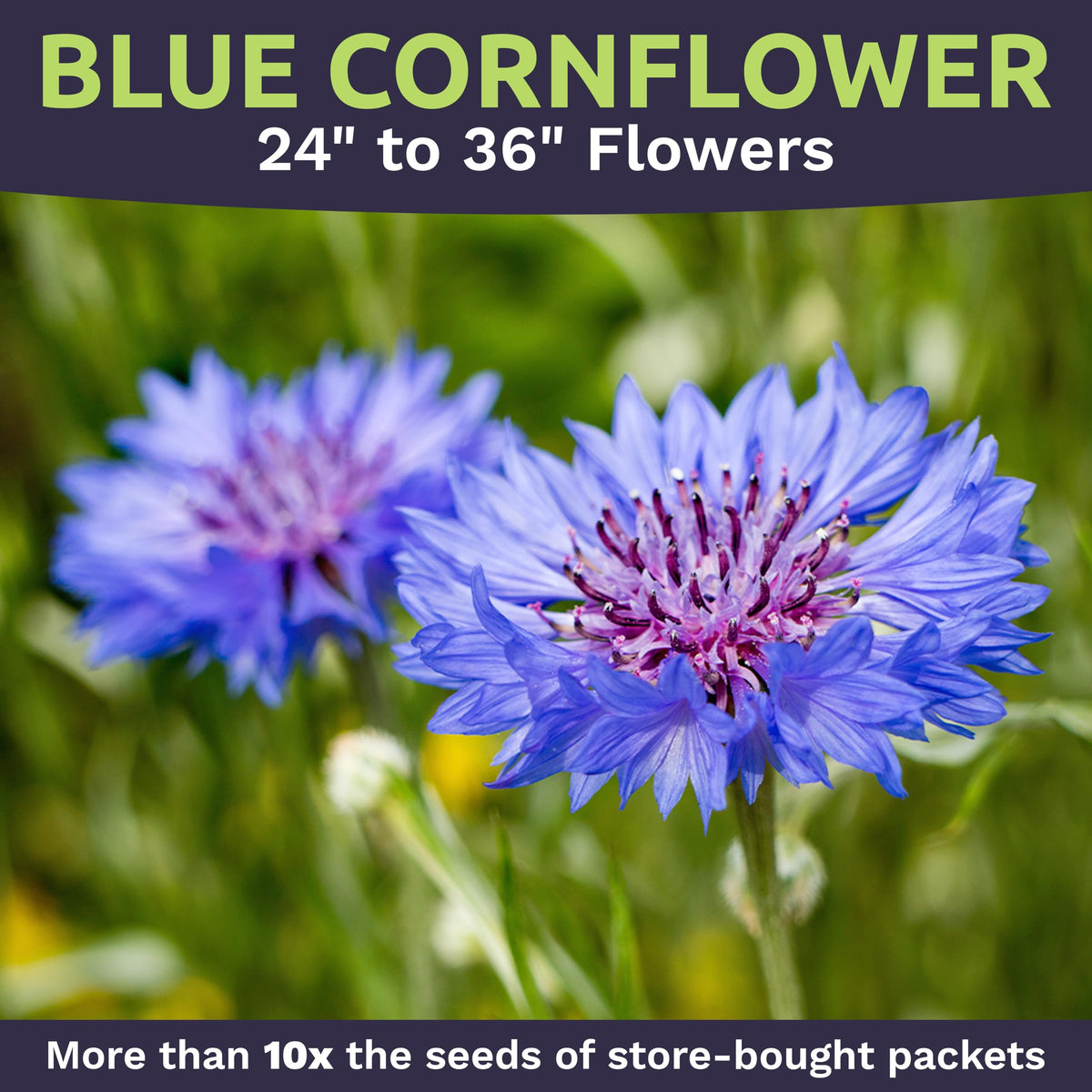 Sweet Yards blue cornflower blooms shining in the garden border