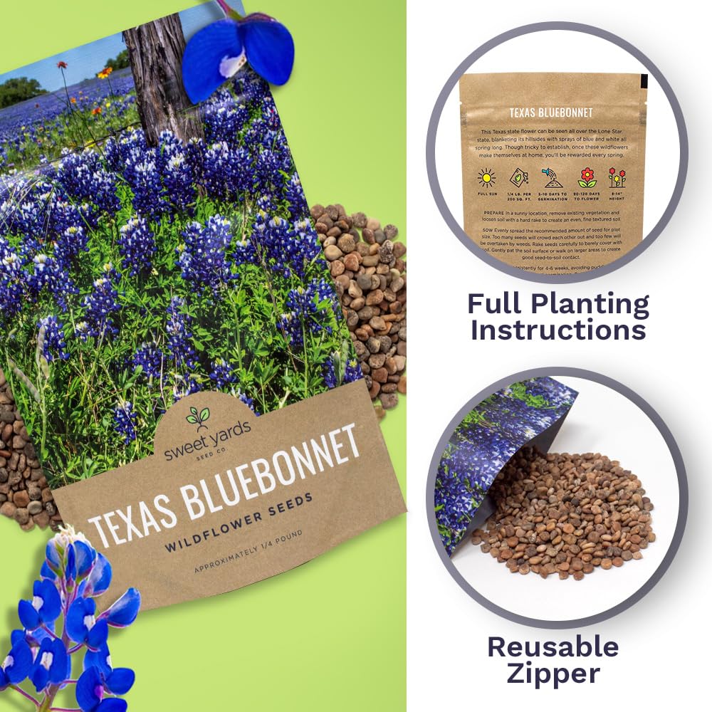 Sweet Yards Deep blue Bluebonnet blooms in bright sun.