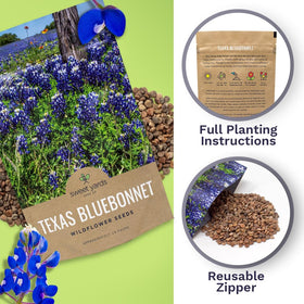 Sweet Yards Deep blue Bluebonnet blooms in bright sun.
