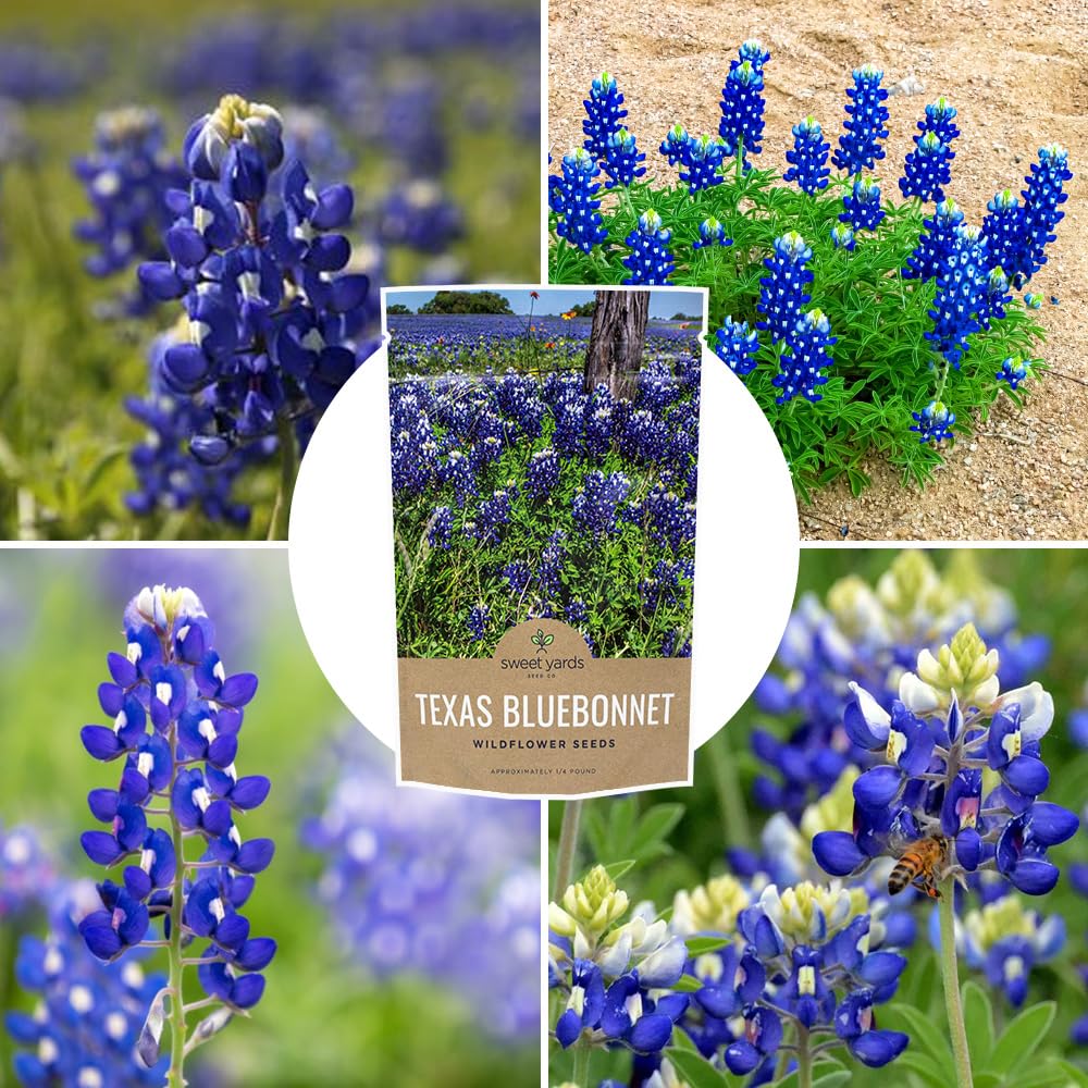 Sweet Yards Bluebonnet blooms create a dense color landscape.