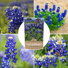 Sweet Yards Bluebonnet blooms create a dense color landscape.
