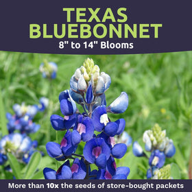 Sweet Yards Bluebonnet seeds open-pollinated, non-GMO, USA origin.