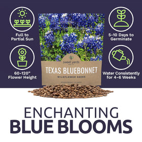 Sweet Yards bluebonnet blooms attract pollinators to native gardens.