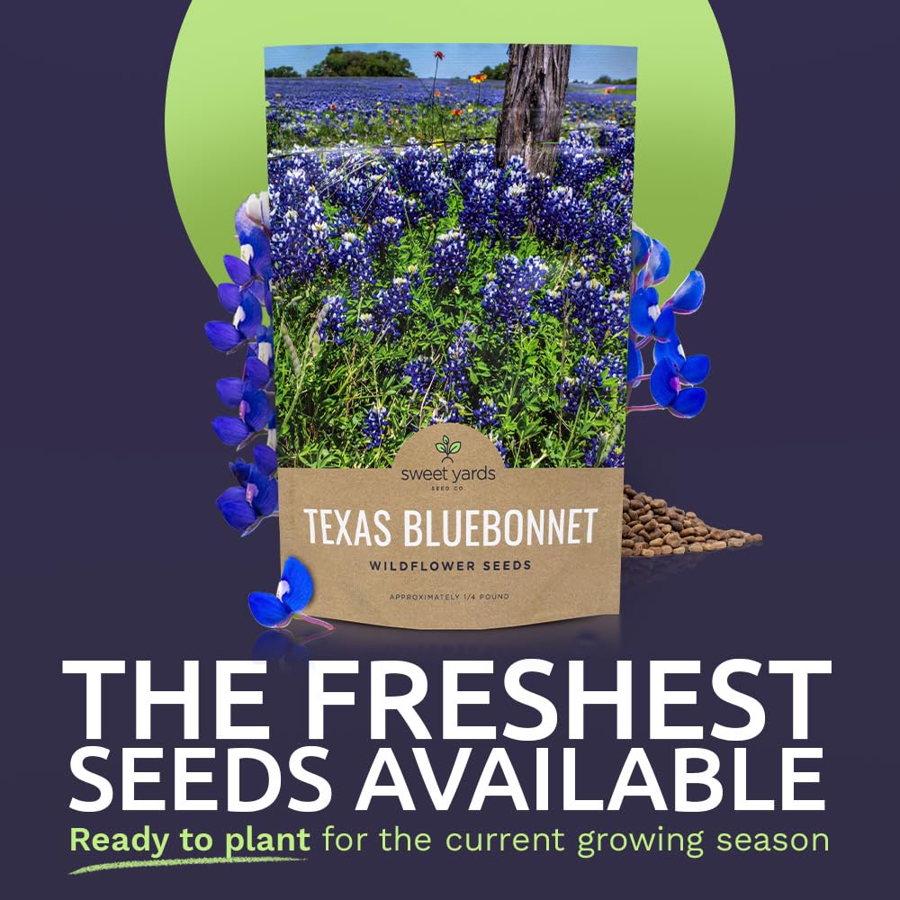 Sweet Yards Bluebonnet seeds poured into soil for quick sowing.