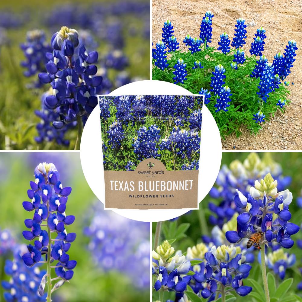 Sweet Yards bluebonnets meadow-ready for a colorful spring display.