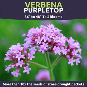 Sweet Yards Butterflies gathered on Verbena blooms along garden edge