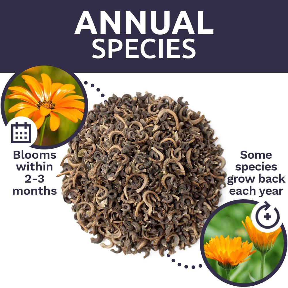 Sweet Yards Calendula Pacific Beauty Mix high germination potential