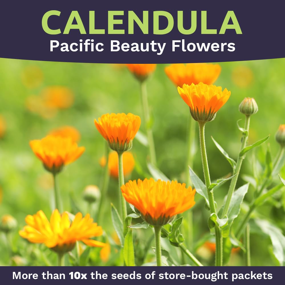 Sweet Yards Calendula Pacific Beauty Mix vibrant yellow and orange blooms in garden