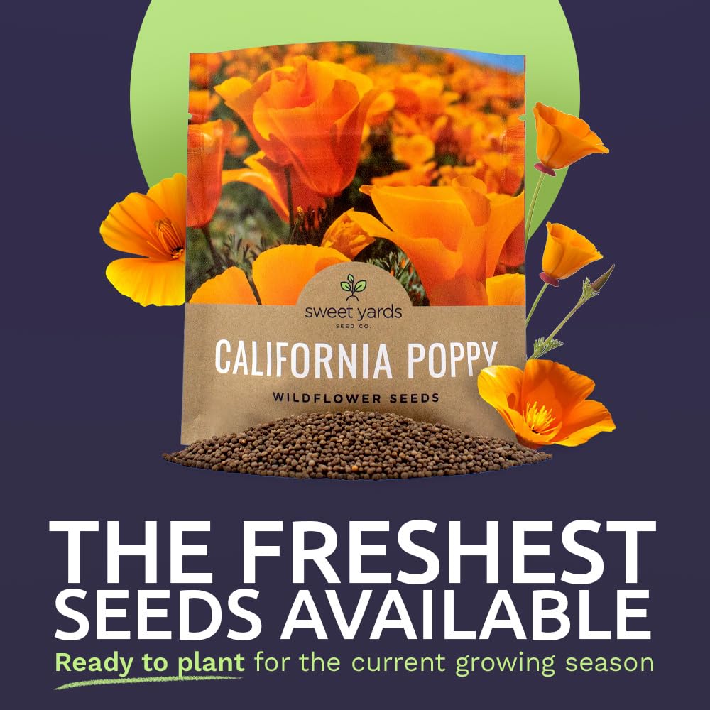 Sweet Yards California Orange Poppy seeds 20,000+ for quick garden coverage.