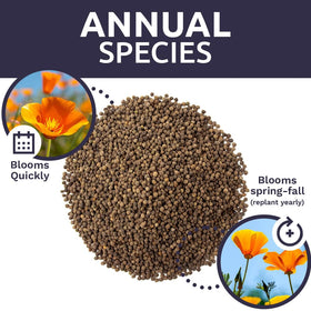 Sweet Yards pollinator-benefits shot hints attracting bees with native California poppies.