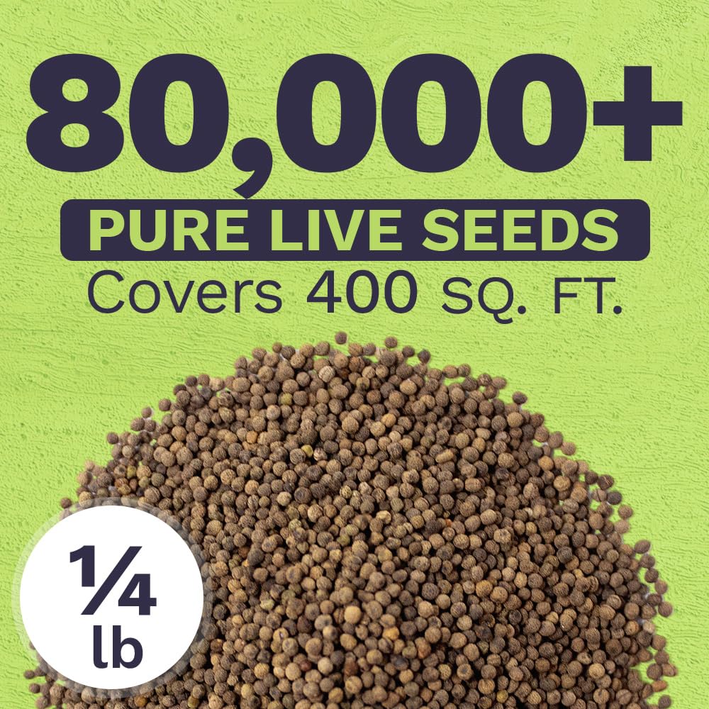 Sweet Yards California Orange Poppy seeds close-up emphasizes dense germination potential.