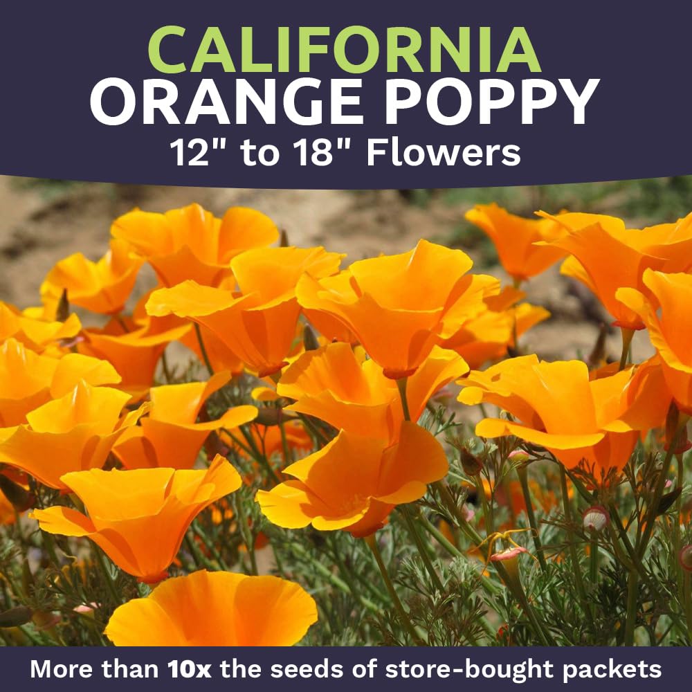 Sweet Yards California Orange Poppy blooms preview suggests vibrant carpet-like gardens.