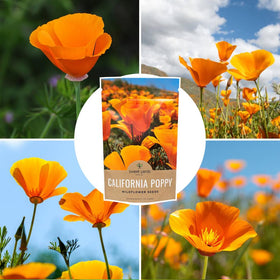 Sweet Yards packaging-inside image reveals premium instruction card and storage tips.
