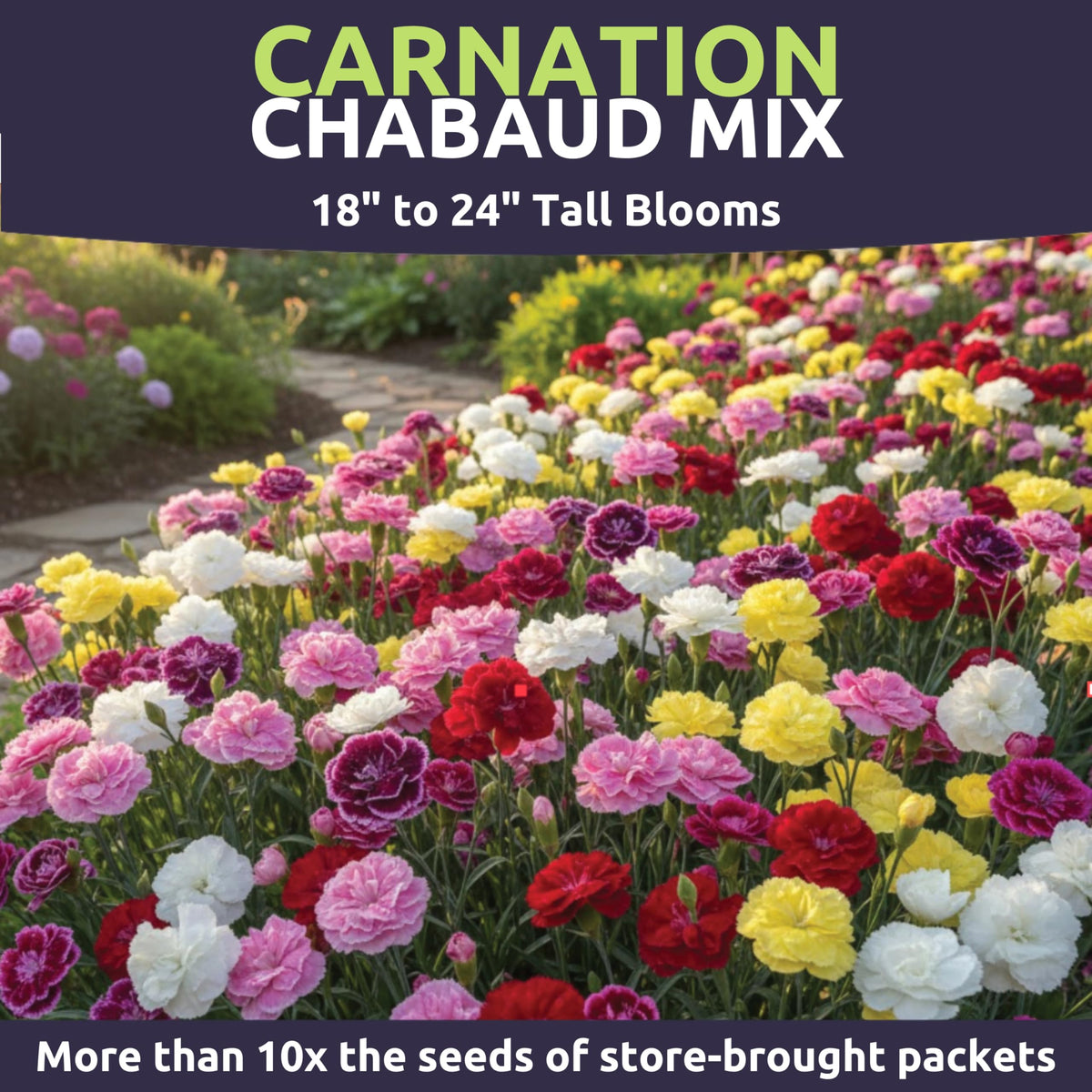 Sweet Yards Carnation Chabaud Mix double-fringed pink, red, white blossoms
