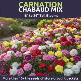 Sweet Yards Carnation Chabaud Mix double-fringed pink, red, white blossoms