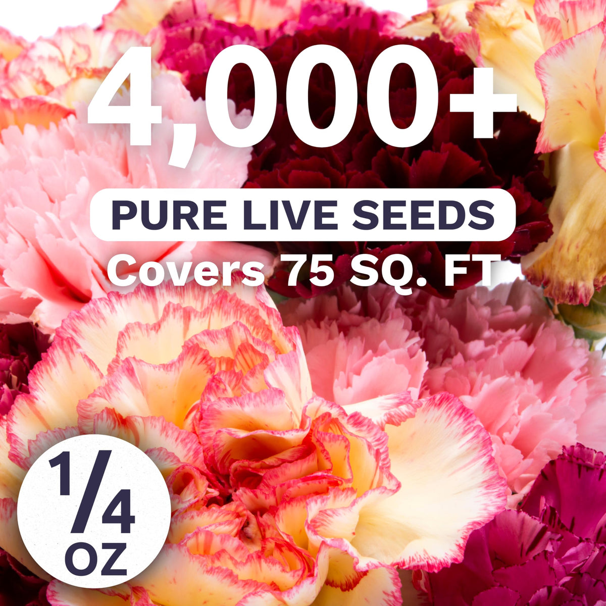 Sweet Yards Carnation Chabaud Mix fragrant blooms ideal for cut arrangements