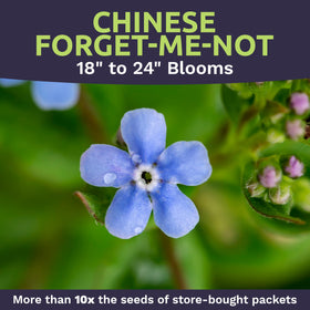 Close-up view of blue Forget-Me-Not seeds for blue bloom focus