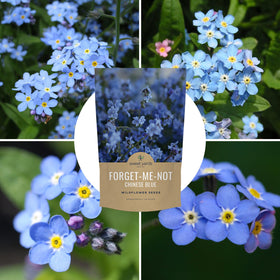 Germination test note for Sweet Yards Forget-Me-Not seeds showing vigor