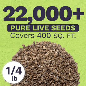 Open-pollinated seeds from Sweet Yards ready to diversify your blue garden
