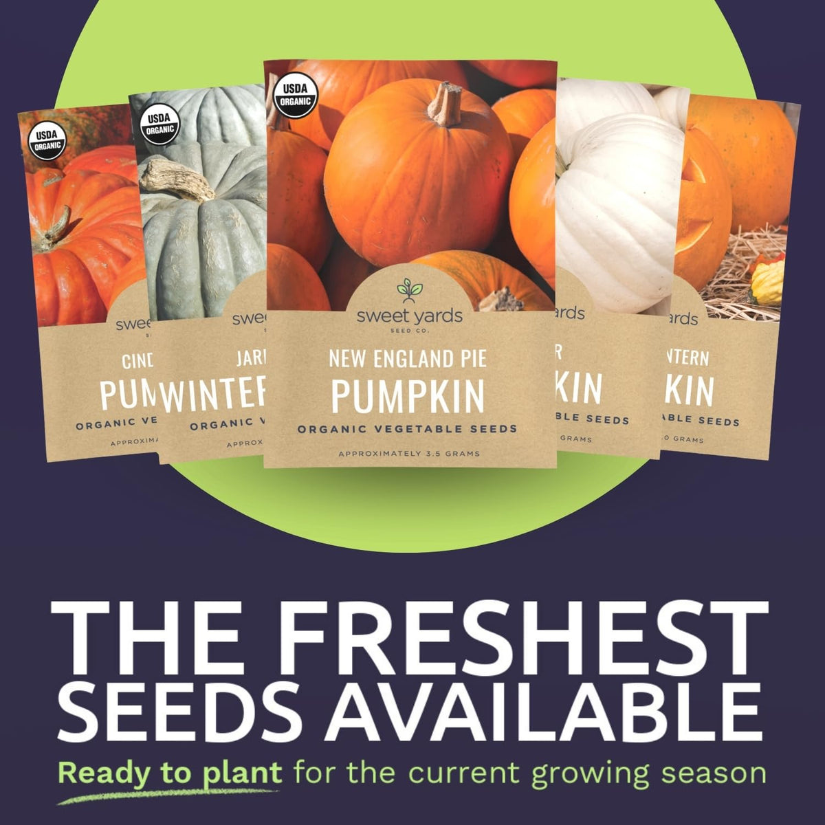 Sweet Yards Cinderella Pumpkin seed packet for vibrant autumn displays and desserts