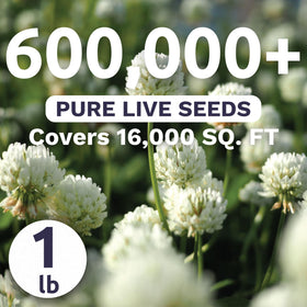 Sweet Yards clover lawn application demonstrates easy seed spread for a lush lawn.