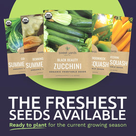 Sweet Yards Cocozelle seeds ready for vibrant summer dishes