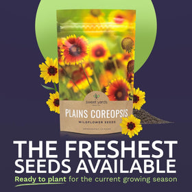 SWEET YARDS Coreopsis tinctorial open-pollinated seeds for vibrant native blooms