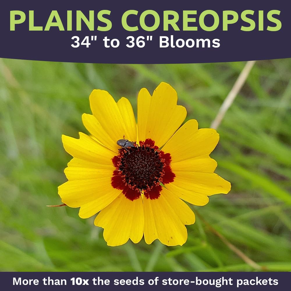 SWEET YARDS Coreopsis tinctorial seed packet on table for planting