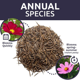 Sweet Yards Cosmos Seeds ready-to-use for garden borders and pollinator-friendly layouts.