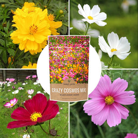 Sweet Yards Cosmos Seeds gift-ready packaging for gardening enthusiasts.